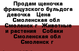 Продам щеночка французского бульдога - девочка › Цена ­ 14 000 - Смоленская обл., Смоленск г. Животные и растения » Собаки   . Смоленская обл.,Смоленск г.